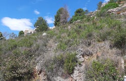 Pego, Valencian Community 03780