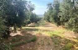 Lucena, Andalusia 14900