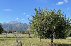 Ca na Queleta, Selva, Balearic Islands 07313