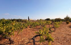 Biniali, Balearic Islands 07143