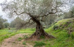 Riogordo, Malaga