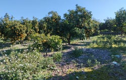 Pego, Valencian Community 03780