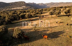 Tavertet, Catalonia 08511