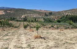 Cañete la Real, Andalusia