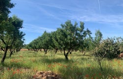 Ayora, Valencian Community 46620