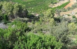 Pego, Valencian Community