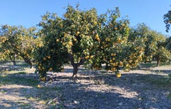 Pego, Valencian Community 03780