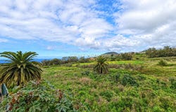 Tacoronte, Canary Islands