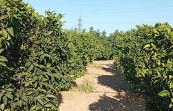 Sevilla, Andalusia 41001