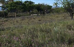 Cancelada, Andalucía