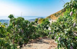 Torrox, Andalusia 29770