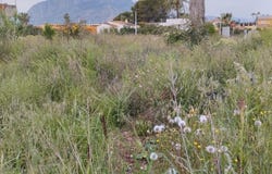 Els Poblets, Valencian Community 03779