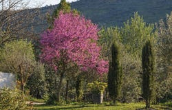 Zafra, Extremadura