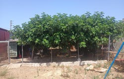 Cartaya, Andalusia 21459