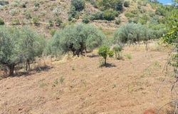 Comares, Andalusia 29195