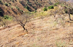 Sedella, Andalusia 29715
