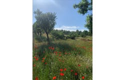 Ayora, Valencian Community 46620