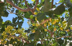Cañete la Real, Andalusia