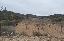 La Romana, Valencian Community 03669