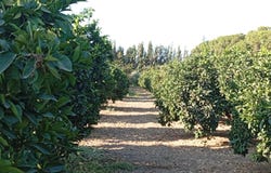 Sevilla, Andalusia 41001
