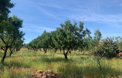 Ayora, Valencian Community 46620