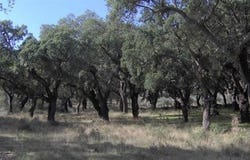 Alcuescar, Extremadura 10160