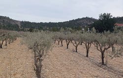 La Romana, Valencian Community 03669