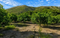 Pego, Valencian Community 03780