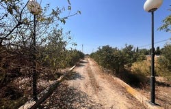Elche pedanias, Valencian Community 03295