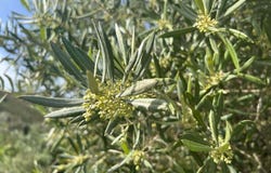 Vélez de Benaudalla, Andalusia