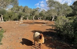 Diseminado Segunda Volta, 100, 07209 Felanitx, Illes Balears, Spain, Felanitx, Balearic Islands 07209