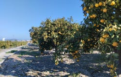 Pego, Valencian Community 03780