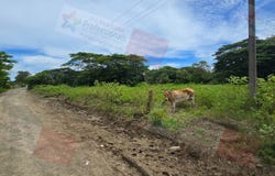 Nadi, Western Division