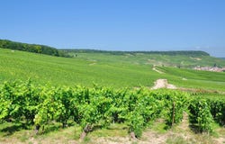 Avize, Champagne-Ardennes 51190