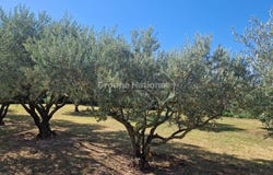 Tresques, Languedoc-Roussillon 30330