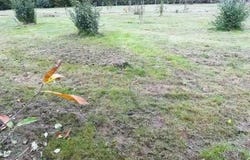 Angrie, Pays de la Loire 49440