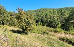 Bordezac, Gard 30160