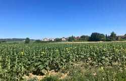 Cheyssieu, Auvergne-Rhône-Alpes 38550