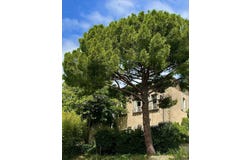 Neffiès, Languedoc-Roussillon 34320