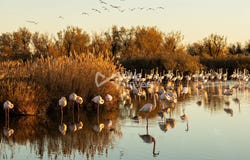 Aigues-Mortes, Languedoc-Roussillon 30220