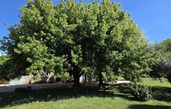 Séguret, Provence-Alpes-Côte-d'Azur 84110