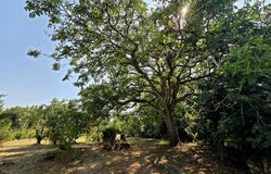 Saint-Remy, Poitou-Charentes 79410