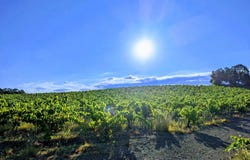 Laurens, Languedoc-Roussillon 34480