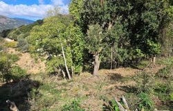 Olmiccia, Corse 20112