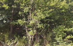 Ispagnac, Languedoc-Roussillon 48320