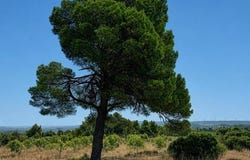 Roquefort-Des-Corbieres, Languedoc-Roussillon 11540