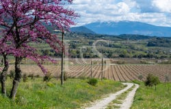 Nyons, Rhône-Alpes 26110
