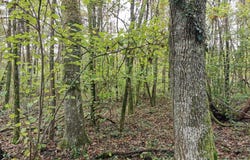 Gièvres, Centre 41130