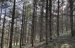 Curvalle, Midi-Pyrénées 81250