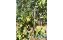 Seysses, Haute-Garonne 31600